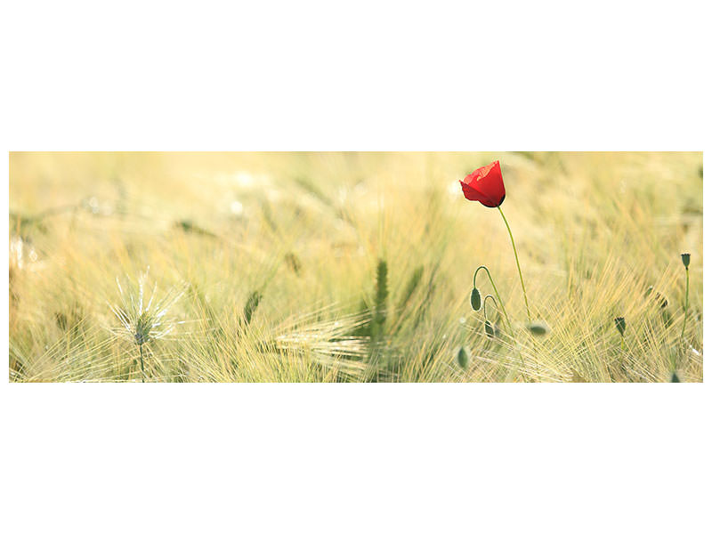panoramic-canvas-print-a-poppy