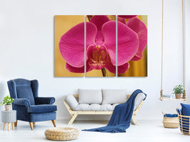 3-piece-canvas-print-close-up-orchid-in-pink