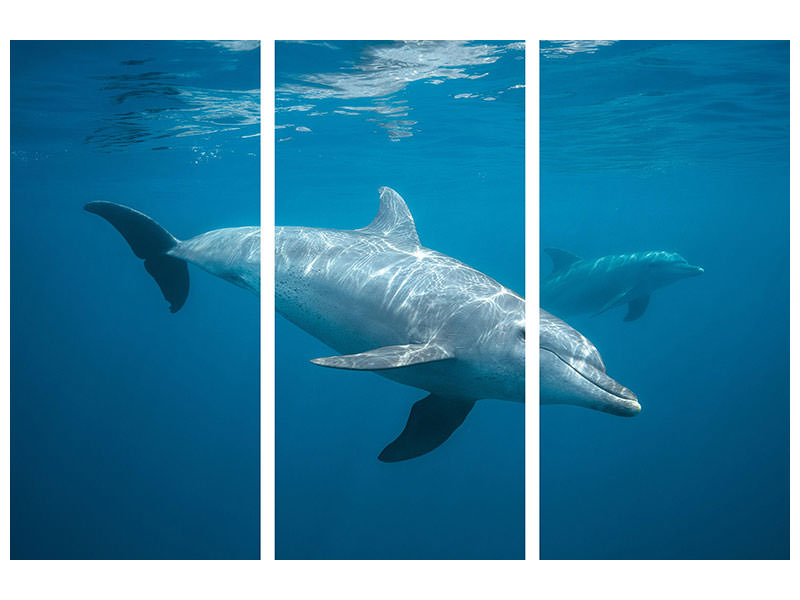 3-piece-canvas-print-curious-dolphin