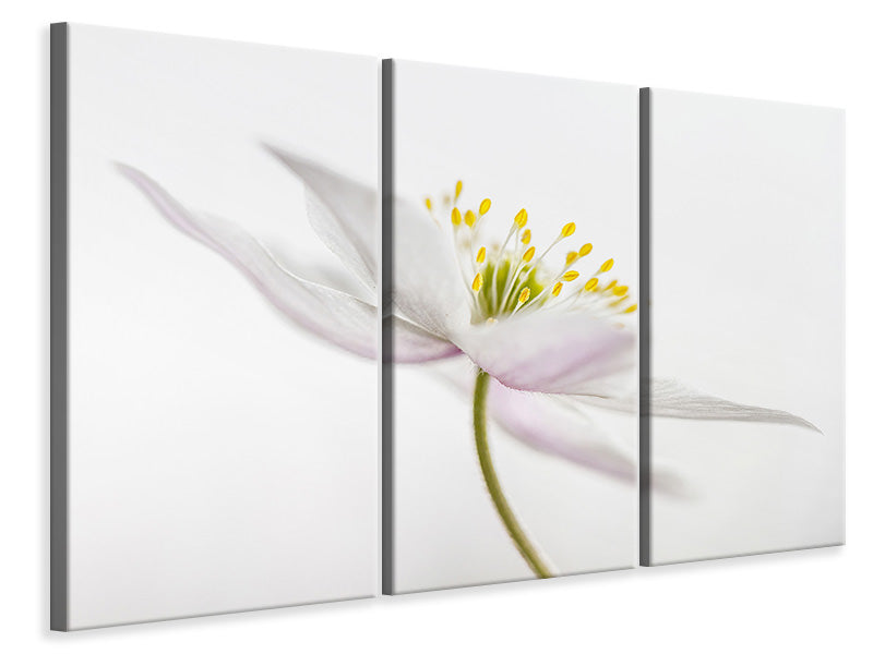 3-piece-canvas-print-nemorosa-iii