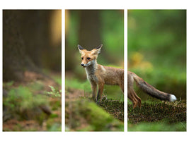 3-piece-canvas-print-red-fox