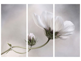 3-piece-canvas-print-simply-cosmos