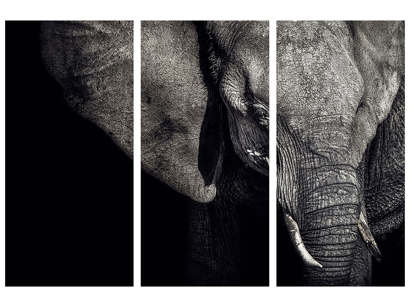 3-piece-canvas-print-the-matriarch