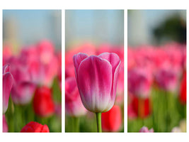 3-piece-canvas-print-tulip-field-in-pink-red