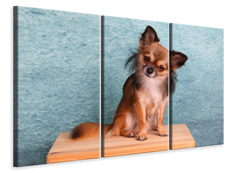 3-piece-canvas-print-typical-chihuahua