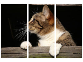 3-piece-canvas-print-xl-cat