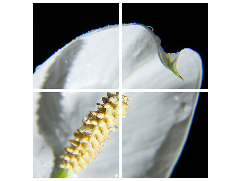 4-piece-canvas-print-calla-close-up-in-white