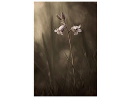 canvas-print-a-small-flower-on-the-ground-x