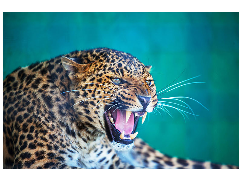 canvas-print-attention-leopard