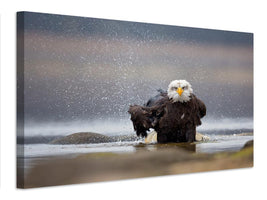 canvas-print-bald-eagle-x