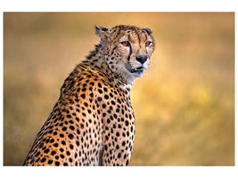 canvas-print-cheetah-portrait-x