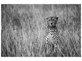 canvas-print-cheetah-xdm