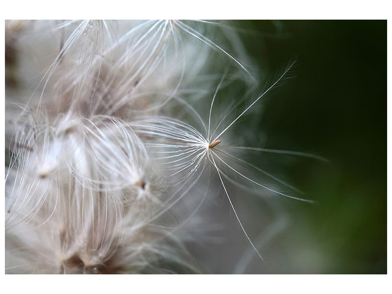 canvas-print-close-up-flowers-fibers