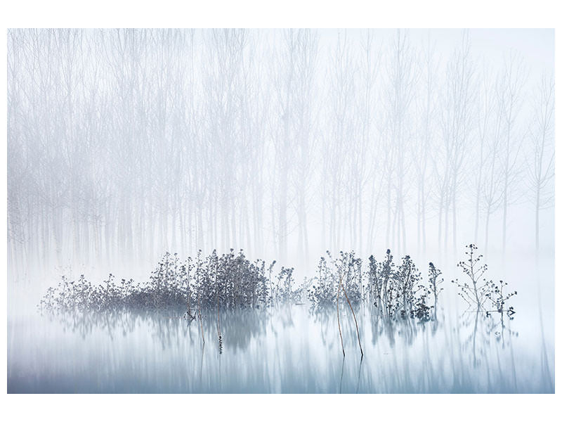 canvas-print-cold-and-foggy-morning-in-the-swamp