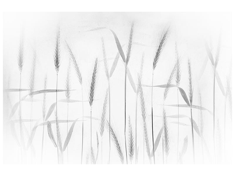 canvas-print-corn-art-x