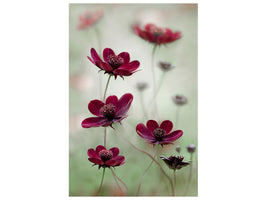 canvas-print-cosmos-sway-x