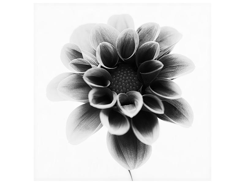 canvas-print-dahlia-xct