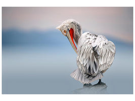 canvas-print-dalmatian-pelican-at-dawn-x