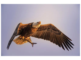 canvas-print-eagle-x