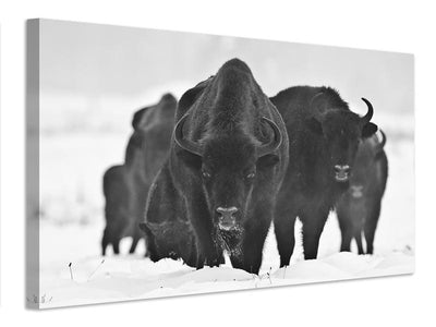 canvas-print-european-bizons-x