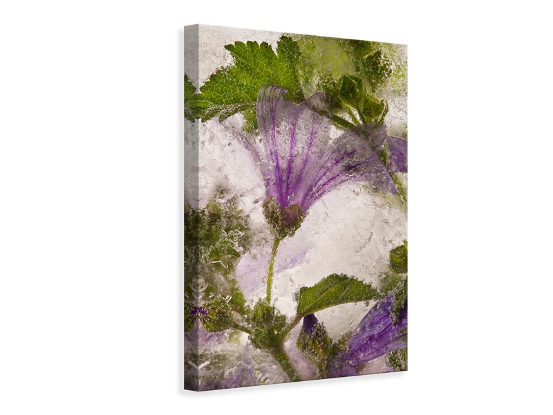 canvas-print-frozen-mallow-flower-x