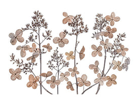 canvas-print-hydrangea-paniculata-xmh