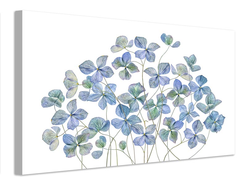 canvas-print-hydrangea-xmy