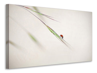 canvas-print-ladybug