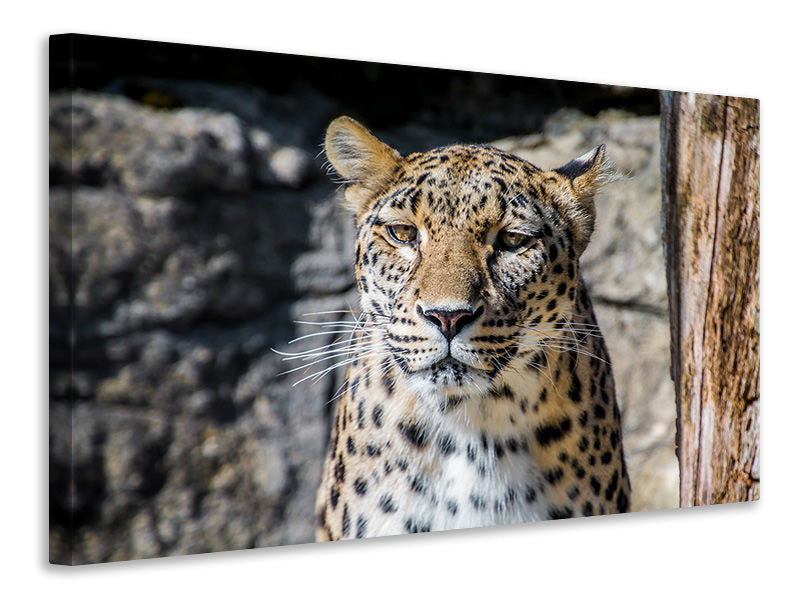 canvas-print-leopard-in-wait