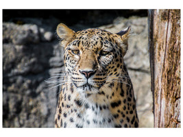 canvas-print-leopard-in-wait