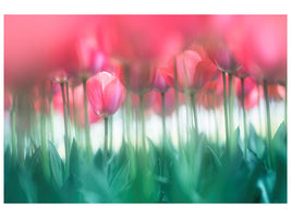 canvas-print-lined-tulips-x