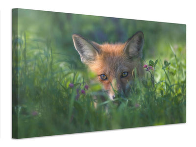 canvas-print-red-fox-xuf