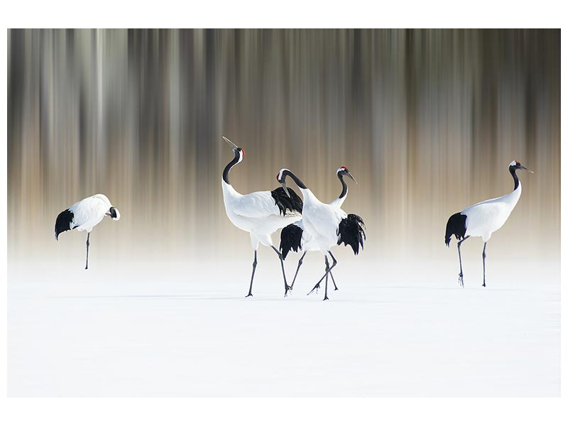 canvas-print-redcrested-white-cranes-x