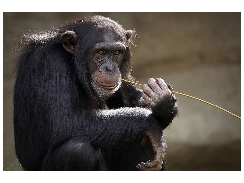 canvas-print-sweet-chimpanzee