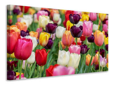 canvas-print-the-colors-of-the-tulips