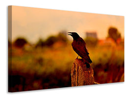 canvas-print-the-crow-in-the-evening-light