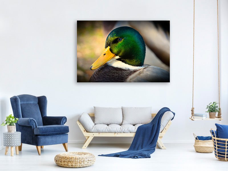 canvas-print-the-mallard