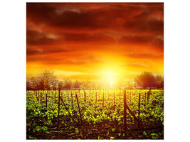 canvas-print-the-vineyard-at-sunset