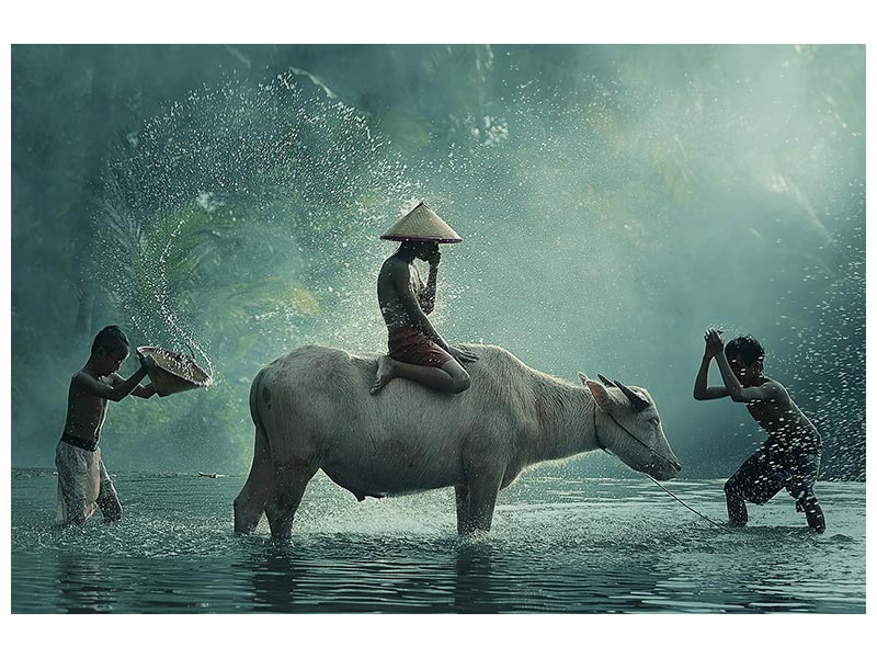 canvas-print-water-buffalo-x