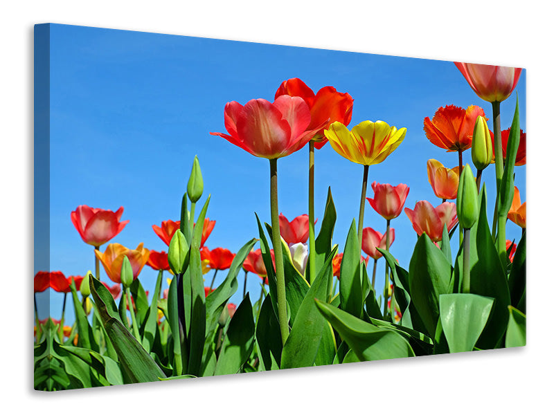 canvas-print-wild-tulips