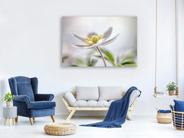 canvas-print-wood-anemone-x
