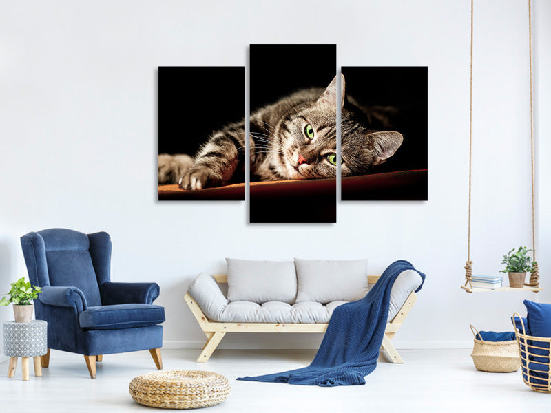 modern-3-piece-canvas-print-relaxed-cat