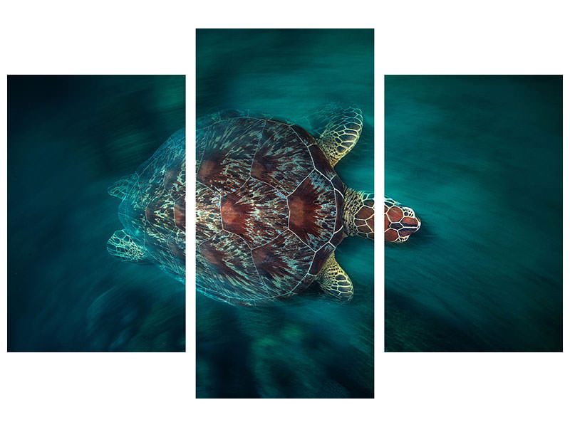 modern-3-piece-canvas-print-valocity-turtle