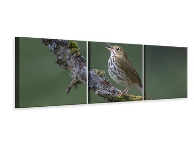 panoramic-3-piece-canvas-print-in-the-forest-p