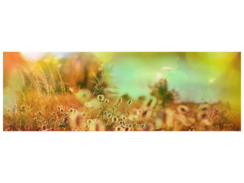 panoramic-canvas-print-flower-meadow-at-twilight