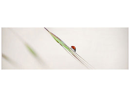 panoramic-canvas-print-ladybug