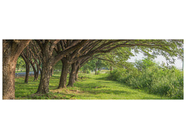 panoramic-canvas-print-mature-trees