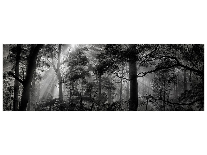 panoramic-canvas-print-primary-forest