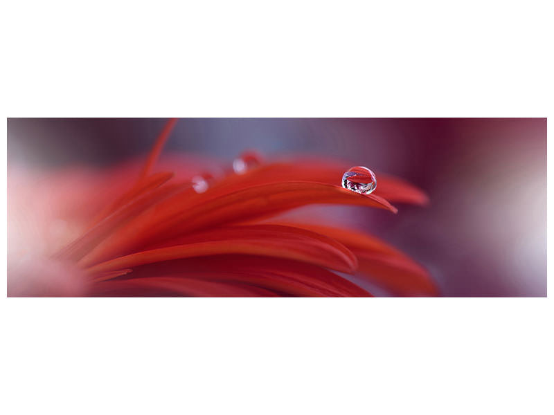 panoramic-canvas-print-red-passion