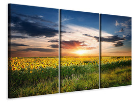 3-piece-canvas-print-a-field-of-sunflowers